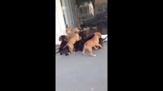 Cane Corso X Pitbull Puppies 29 Days Old