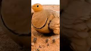 A Cute Big Fat Bird, Why Are The Fat Birds Cute