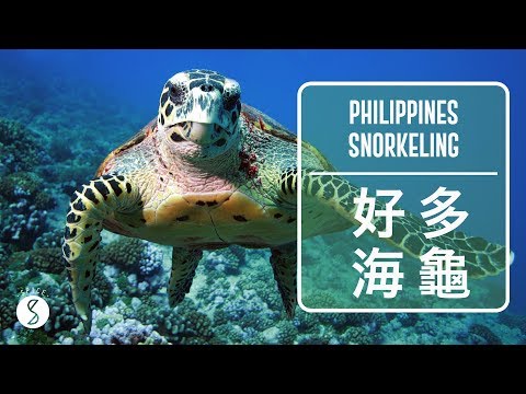 Spice 菲律賓 | 來邦勞島浮潛看海龜！薄荷島的超群礁和處女島：菲律賓 自由行