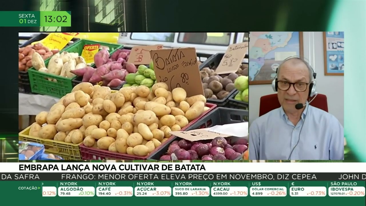 Embrapa lança nova cultivar de batata