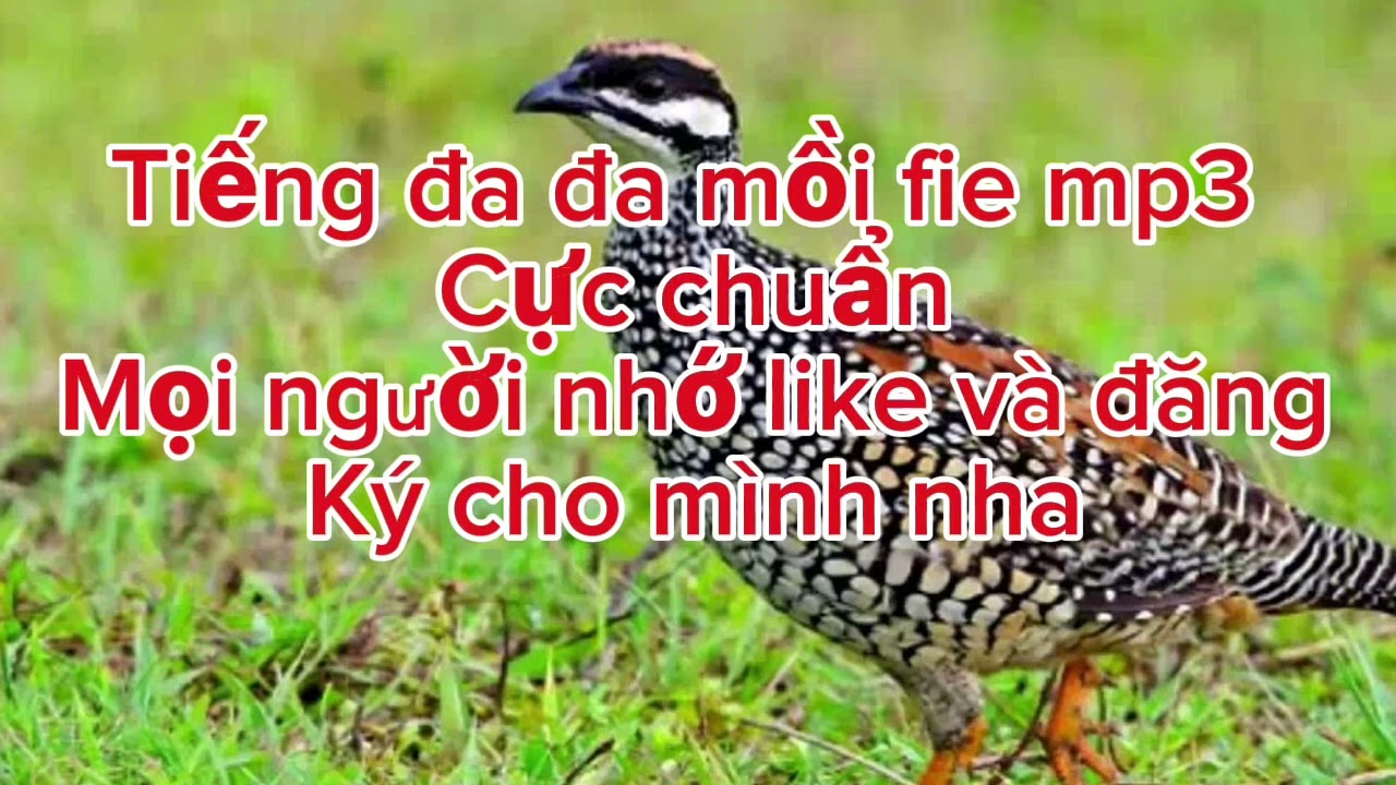 Tiếng đa đa mồi chuẩn fie mp3 