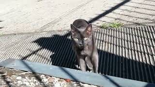 Korat cat fighting an invasor by Cat lover 62 views 8 months ago 3 minutes, 7 seconds