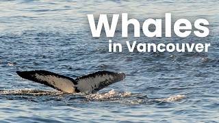 Whales near Vancouver | Morning Walk