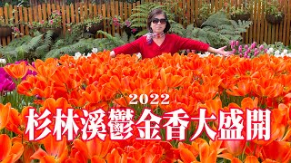杉林溪2022鬱金香大盛開，非常多種顏色，很漂亮(2022.3.1 ... 