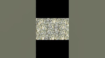 find the cat in this image#shorts #shorts india #youtube shorts