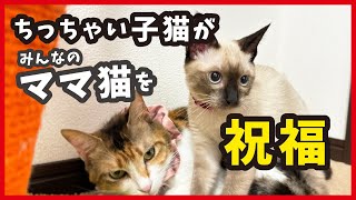 【野良猫から家猫へ】保護して出産、周年記念は賑やかにみんママ8