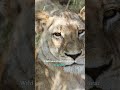 How a Blind Lioness Reached 18 #shorts