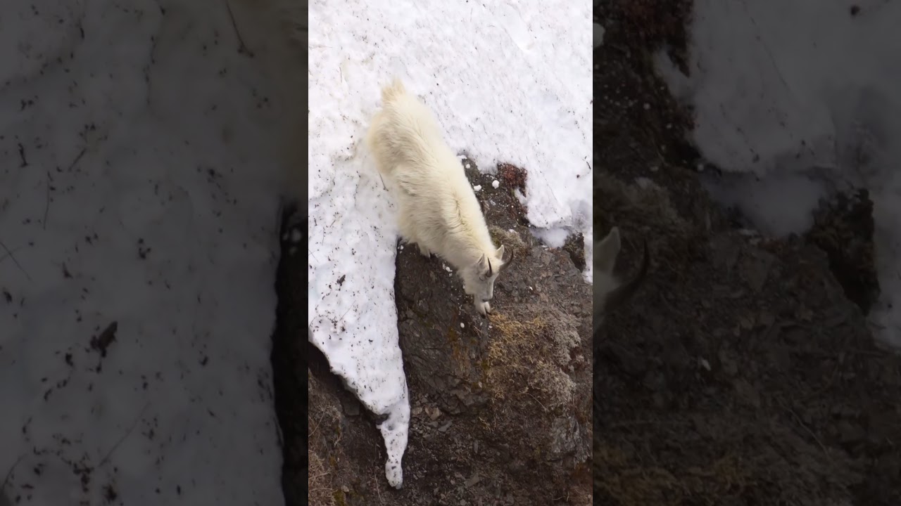 Mountain goat navigating a steep slope.