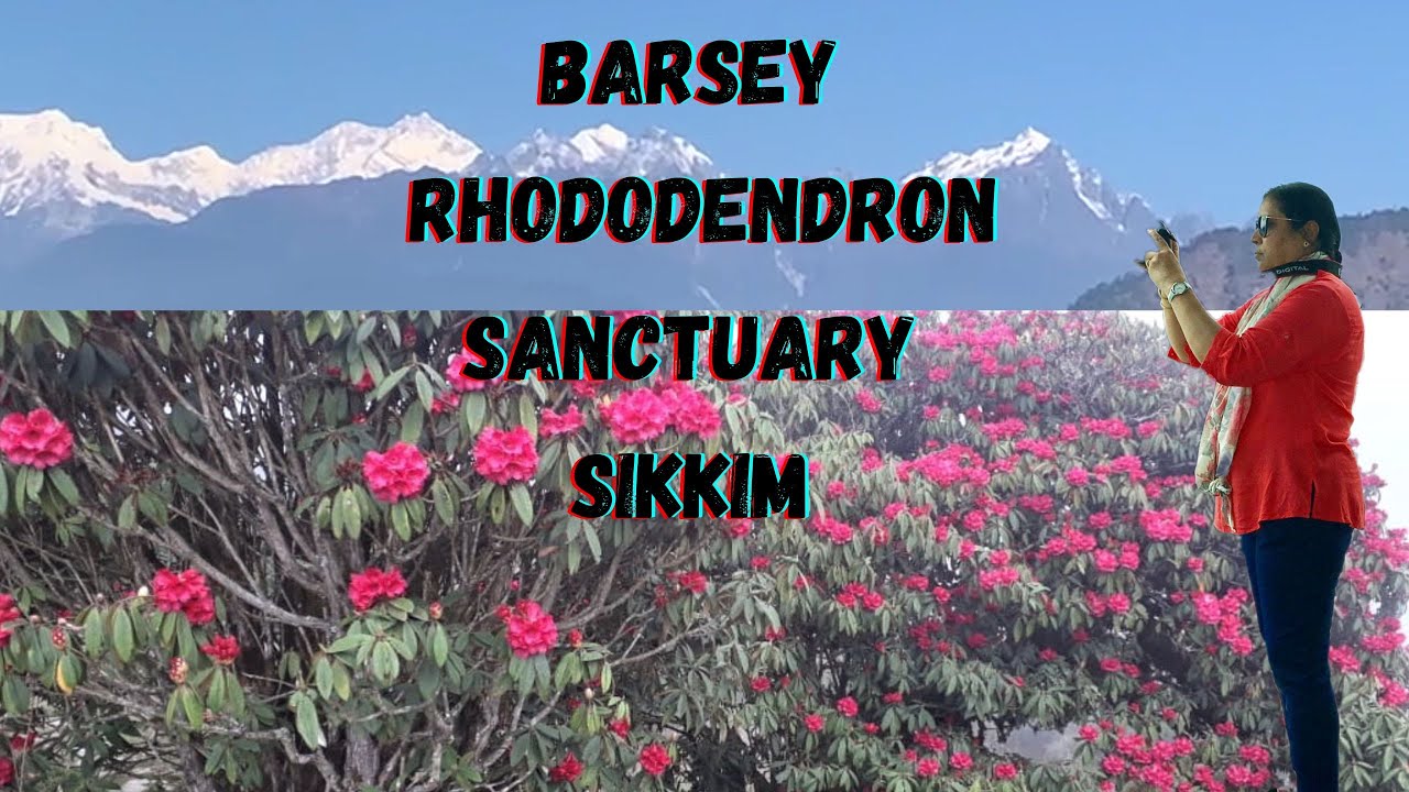 Barsey Rhododendron Sanctuary I Sikkim I India I Feel silence of mountains with bird calls' echo