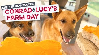 Day Out of the Shelter for Conrad and Lucy the German Shepherds