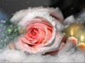На снегу я сажаю розы