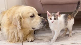 Cute Golden Retriever and Playful Kitten