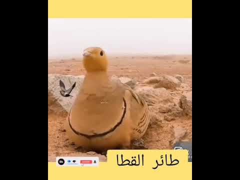 طائر القطا مفحص قطاة من بنى لله مسجدا ولو كمفحص قطاة بنى الله له بيتا في الجنة