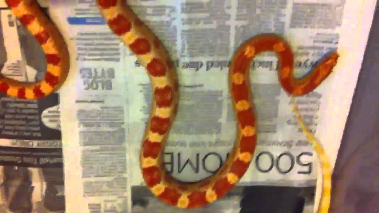 Corn snake YouTube