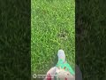 خلينا كده علطول ماشيين