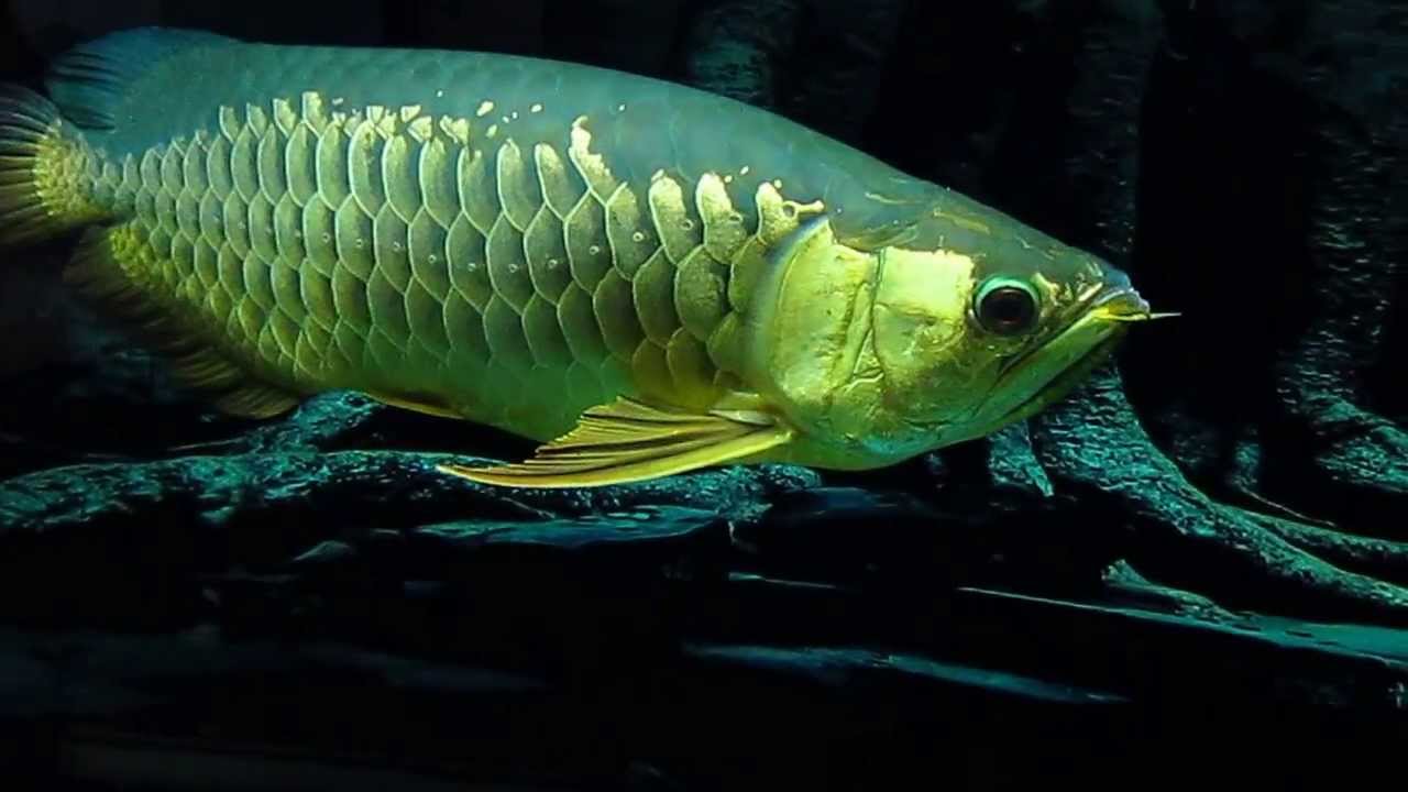  RTG Arowana  Big One YouTube