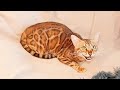 Pregnant Bengal cat in Labor Meows for Help - Labor Starts