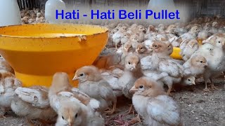 Alasan Kenapa Mulai dari DOC lebih Baik Daripada Beli Pullet II Tips Beternak Ayam Petelur