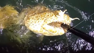 Why this SHARK has the Biggest Bite force!!