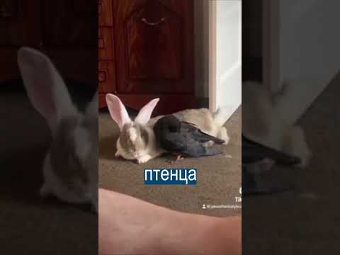 Чёрный ворон искренне