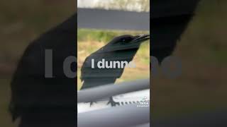 THIS CROW CAN TALK! LIKE A HUMAN!!!