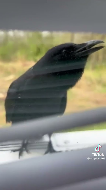 THIS CROW CAN TALK! LIKE A HUMAN!!! 😳😥