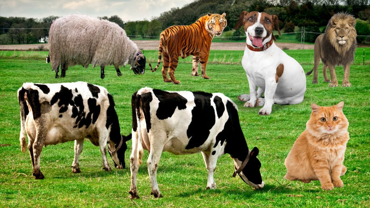Farm Animals sound : Cow, Elephant, Crow, Lion and many mor | Learn Animal sound