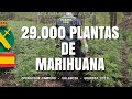 Incautado el mayor número de plantas de marihuana en la provincia de Valencia