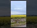✨菜の花キレイ✨ #北海道 #菜の花 #おすすめ #hokkaido #love #recommendations #beautiful #field #scenery