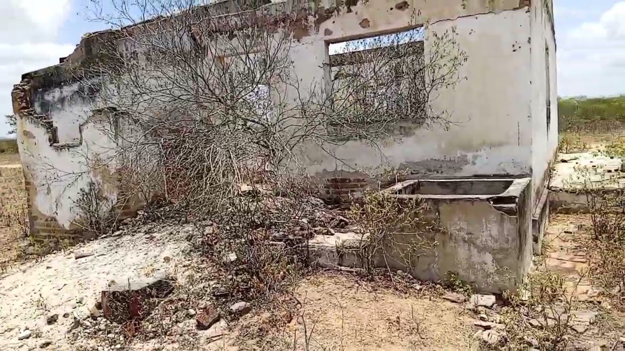 Entre espinhos e sol, a vida floresce.