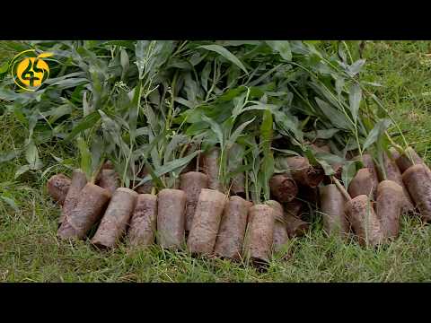 የአዲስ አበባ ብልጽግና ፓርቲ እና የተፎካካሪ ፓርቲ አመራሮች ችግኝ ተከላ