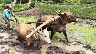 Download Lagu PAK SANARI DARI CURAH KEMBANG #salamsatusingkal  MP3