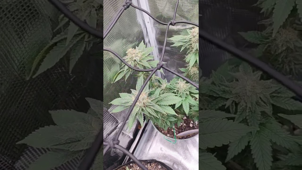 white widow & critical purple kush finishing up