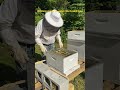 Precarious hive inspection 1.5