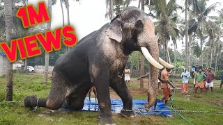 Download Lagu Royal Bath Of Asia's Largest Elephant - Full Video MP3