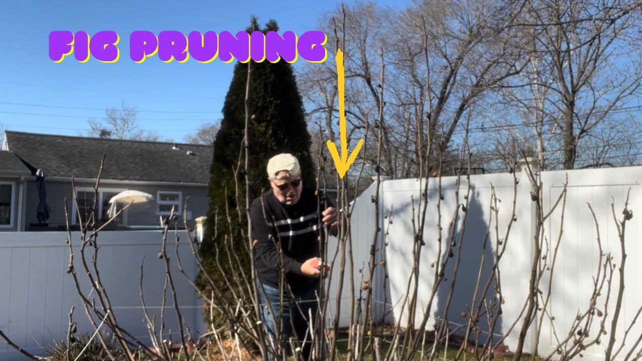 How to prune fig trees - YouTube