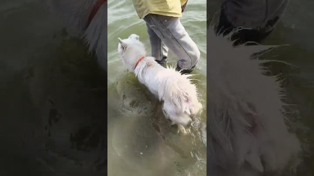 Simba 35 days to 11 months boy journey## dog## lover##