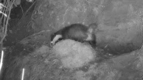 New Forest Explorers Guide - Badgers return for the day and leave out the bedding to air