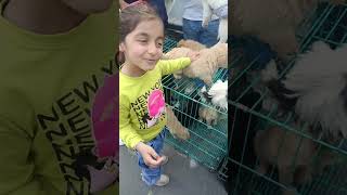 dog show#DogShow #DogShowVlog #PetVlog #DogLovers #DogEvent #DogCompetition #PetExhibition #trending