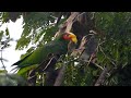 Yellowlored parrot in yucatn