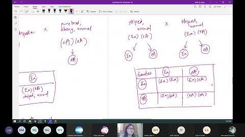 Chap 16 (Part 3a) Autosomal Linkage (3/3) | Cambridge A-Level 9700 Biology