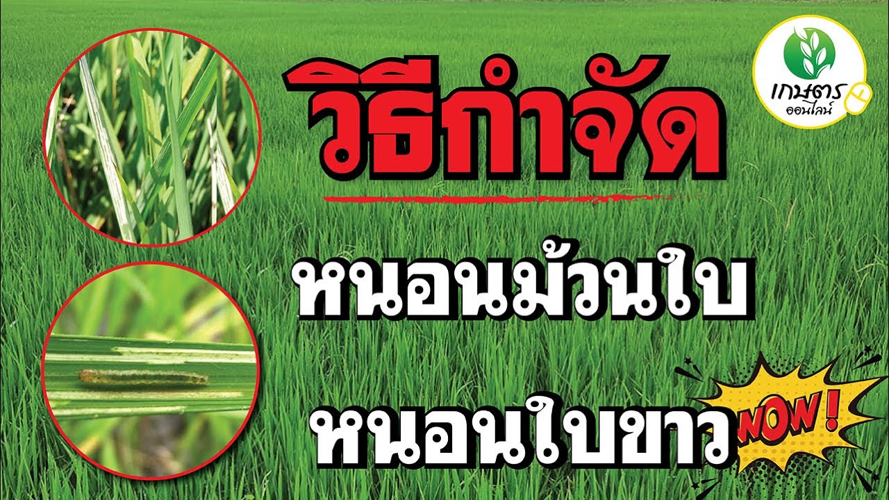 วิธีกำจัดหนอนม้วนใบ หนอนใบขาว ใช้ยาอะไรไปดูกัน