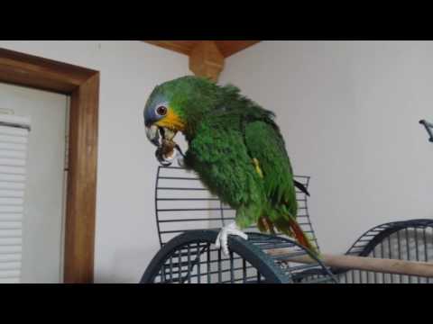 Gabby orange winged