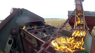 Picking ear corn with IH 1486 & New idea picker. Another step in making the best beef