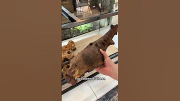 Bearded Dragon Tank Setup For A Baby Beardeddragon 