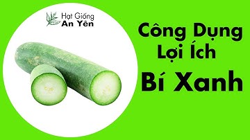 Tác Dụng Của Bí Xanh Đối Với Sức Khỏe Của Con Người | Hạt Giống An Yên Shop