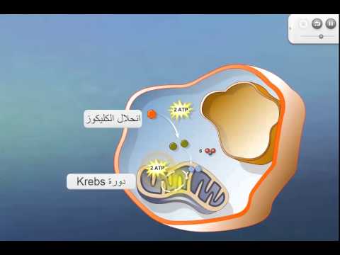 التنفس الخلوي انحلال الكليكوز و انتاج الطاقة