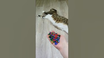 Cat Barsik Beads 📿🌈 Balls ⚽ Reverse video #funnyreversecat #cat