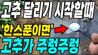 고추가 달리기 시작할때 이것 한스푼이면 고추가 주렁주렁! 다수확 대박!