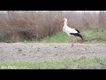 Білий лелека полює / White Stork is hunting